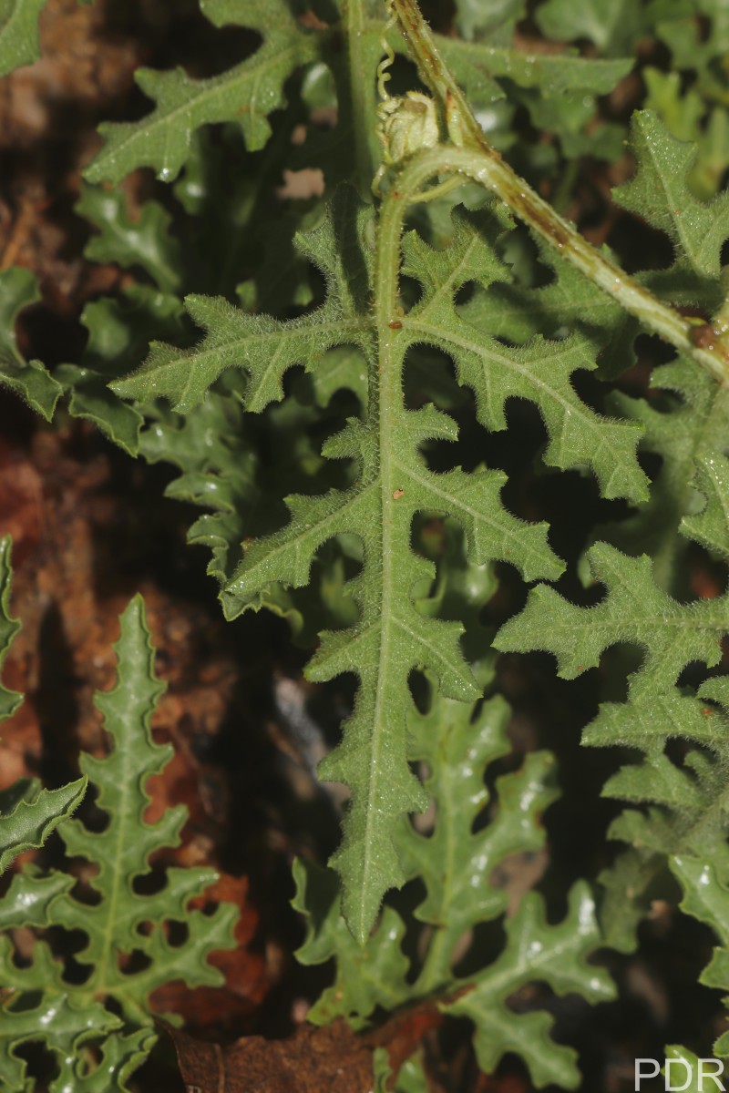 Citrullus colocynthis (L.) Schrad.